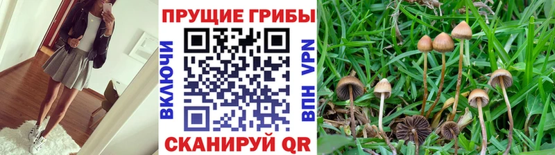 omg сайт  Великие Луки  Галлюциногенные грибы ЛСД 
